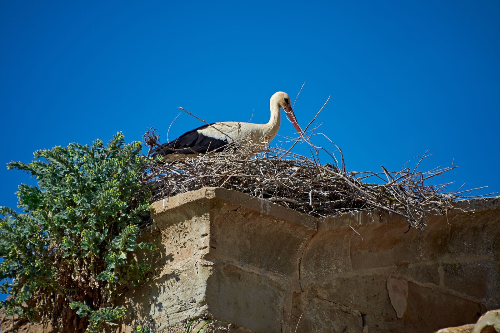 Nikon D7200 sample photo. Cig e a, birds photography