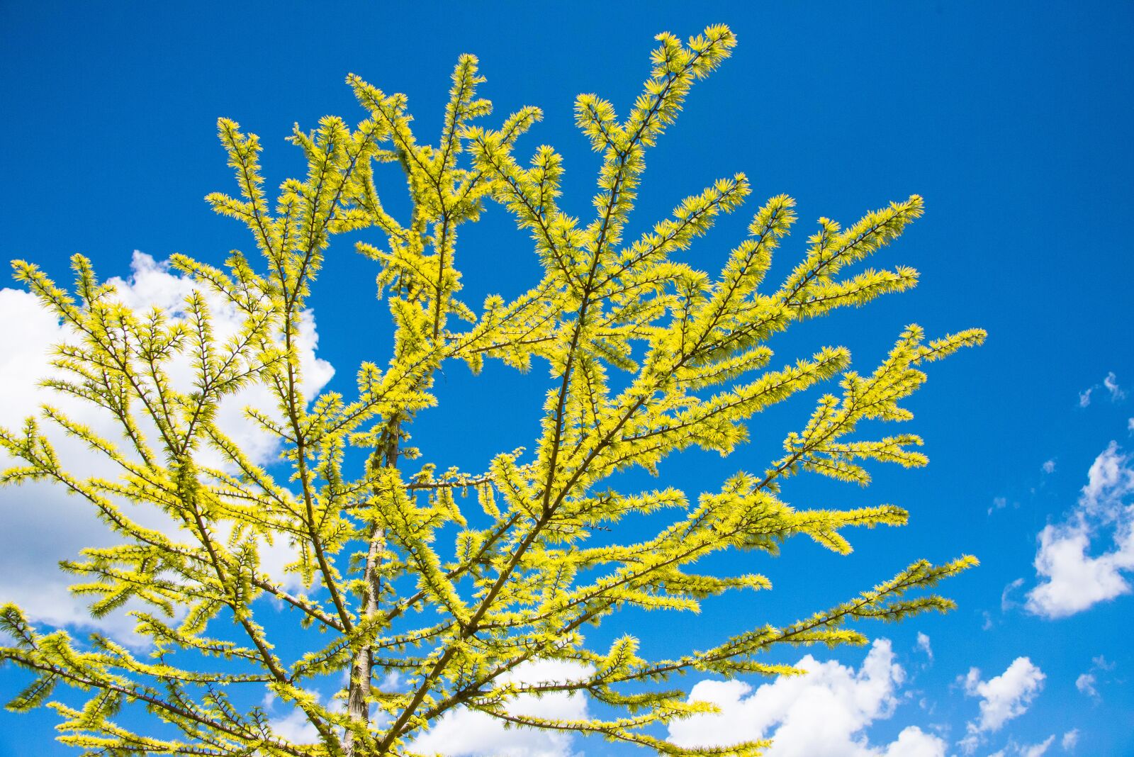 Nikon D800 sample photo. Tree, yellow, sky photography
