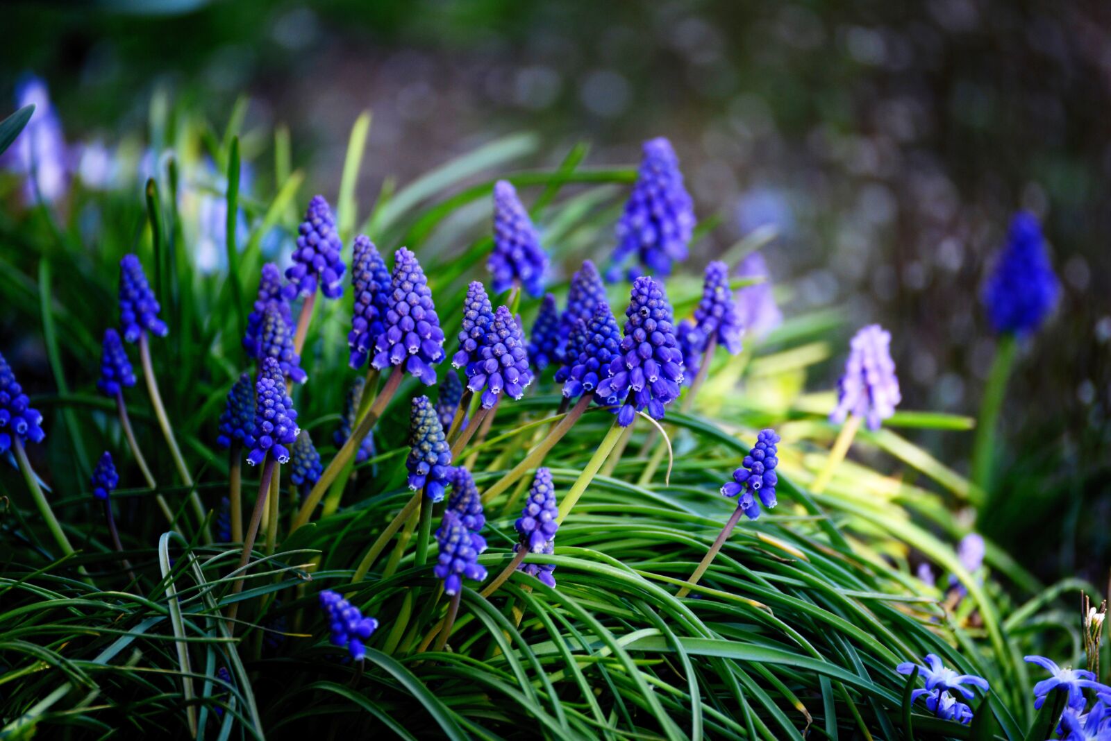 Nikon D610 sample photo. Grape hyacinth, hyacinth, spring photography