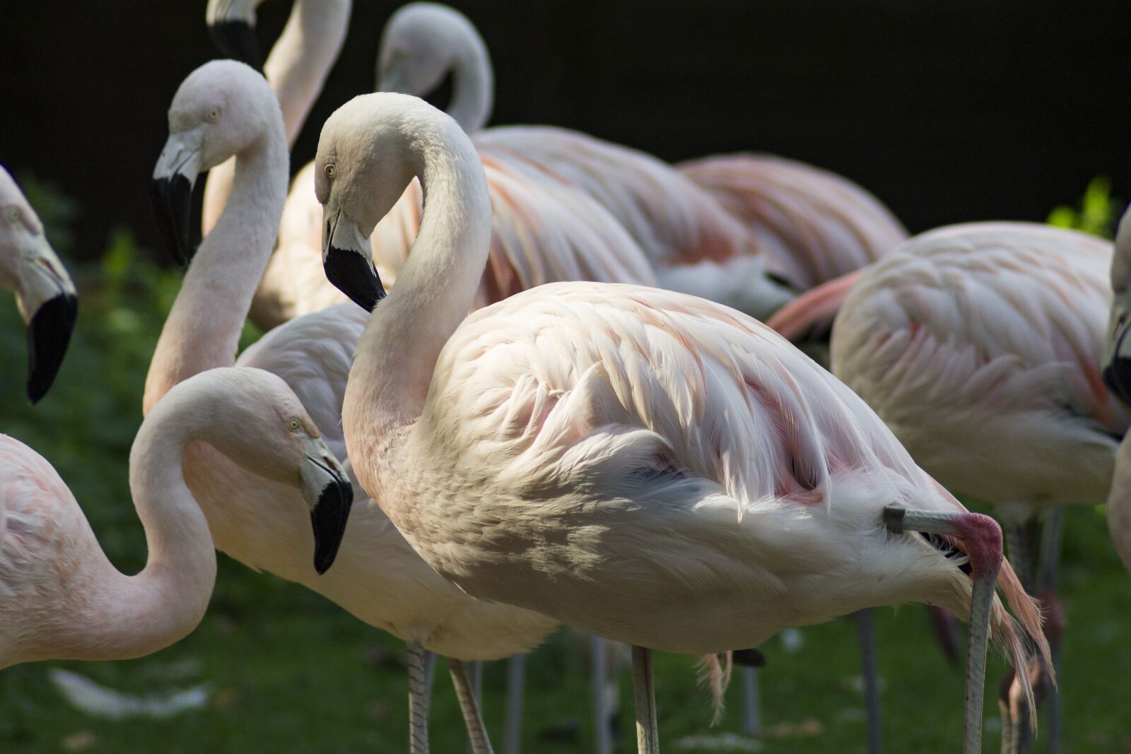 Canon EOS 1100D (EOS Rebel T3 / EOS Kiss X50) sample photo. Flamingo, zoo, bird photography