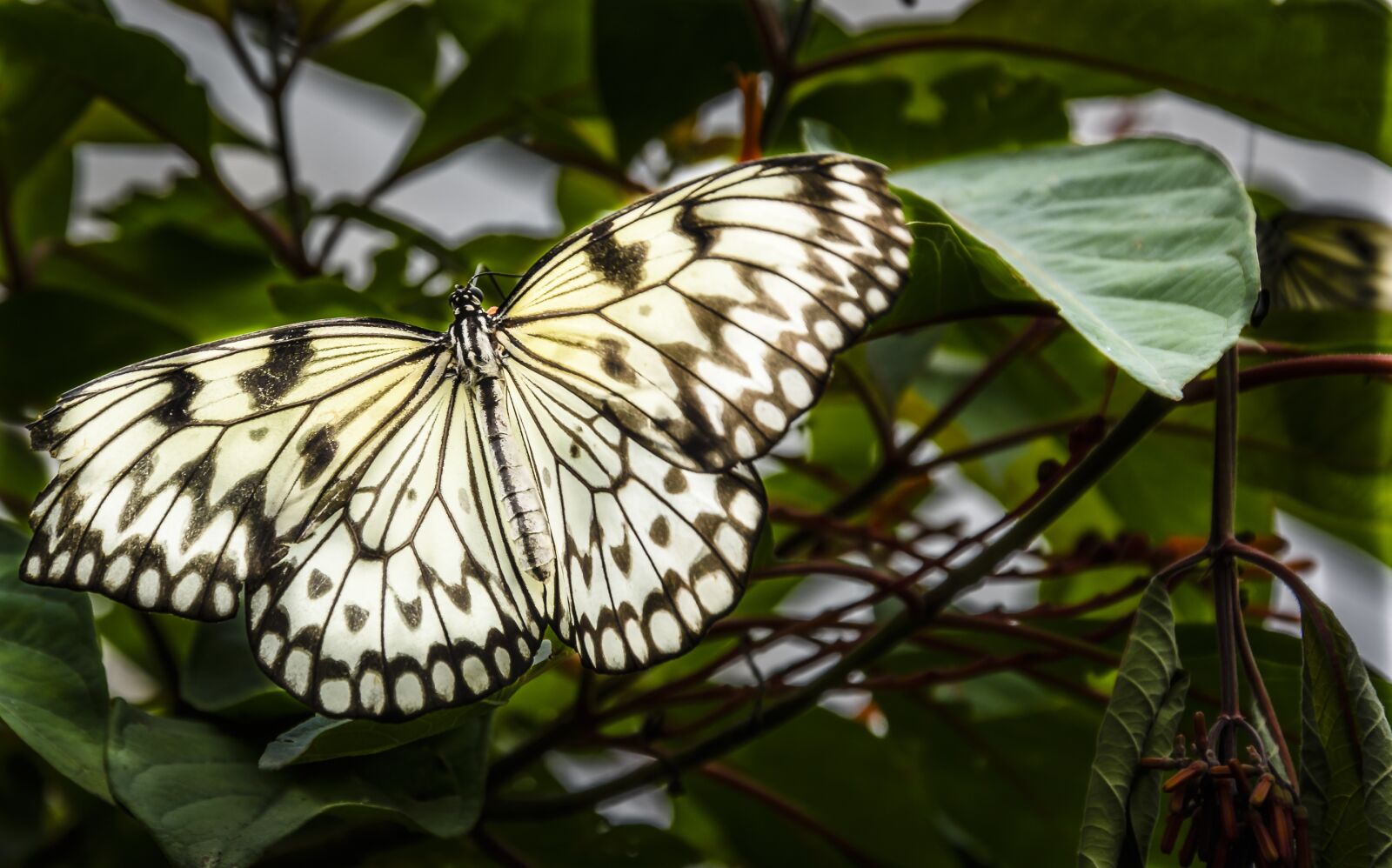 Nikon D7200 sample photo. Butterfly, lepidoptera, insect photography
