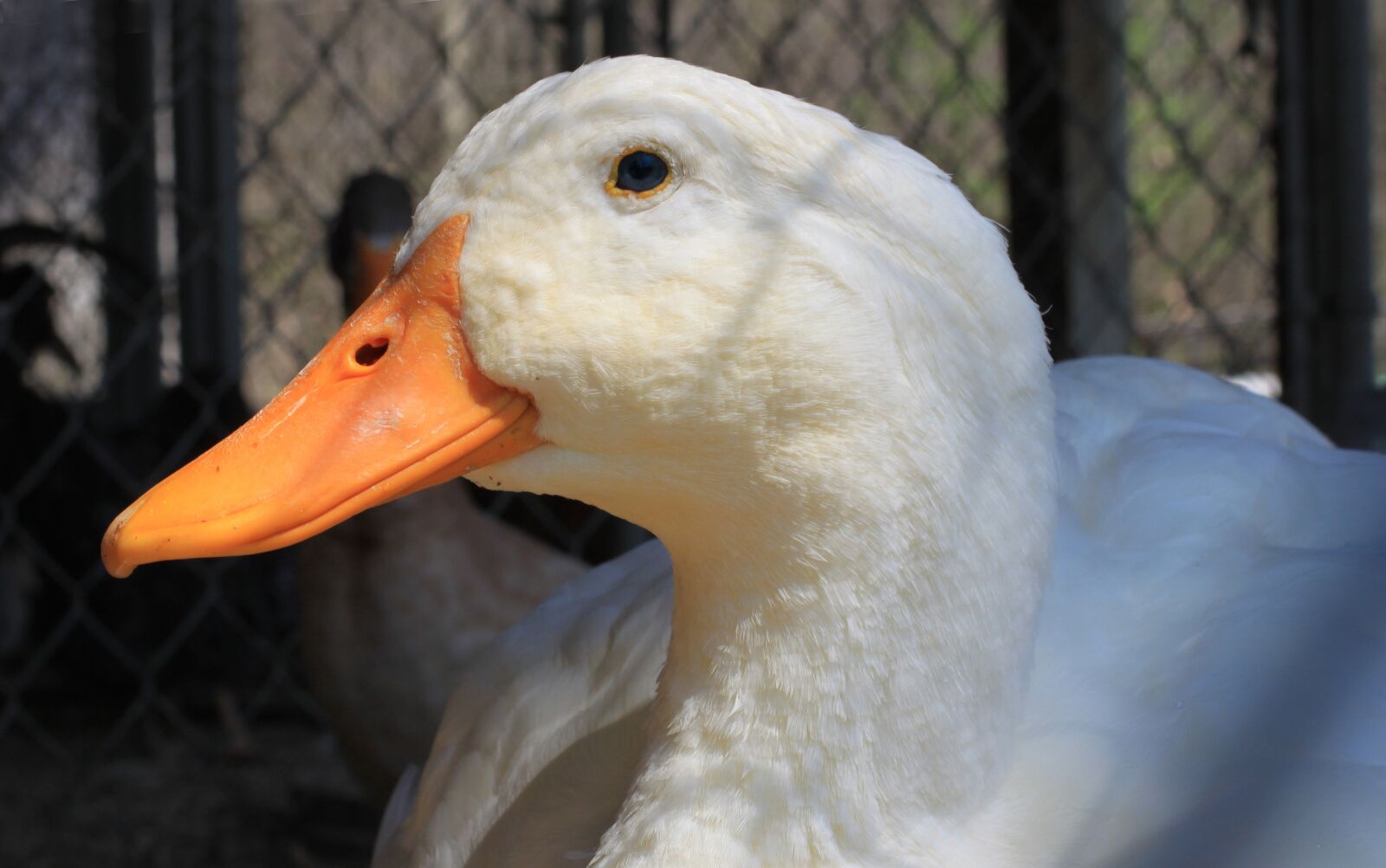 Canon EOS 500D (EOS Rebel T1i / EOS Kiss X3) sample photo. Duck, pekin, peking photography