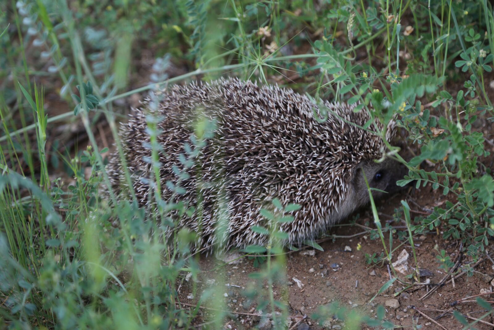 Canon EOS 5D Mark III sample photo. The hedgehog, animal, nature photography