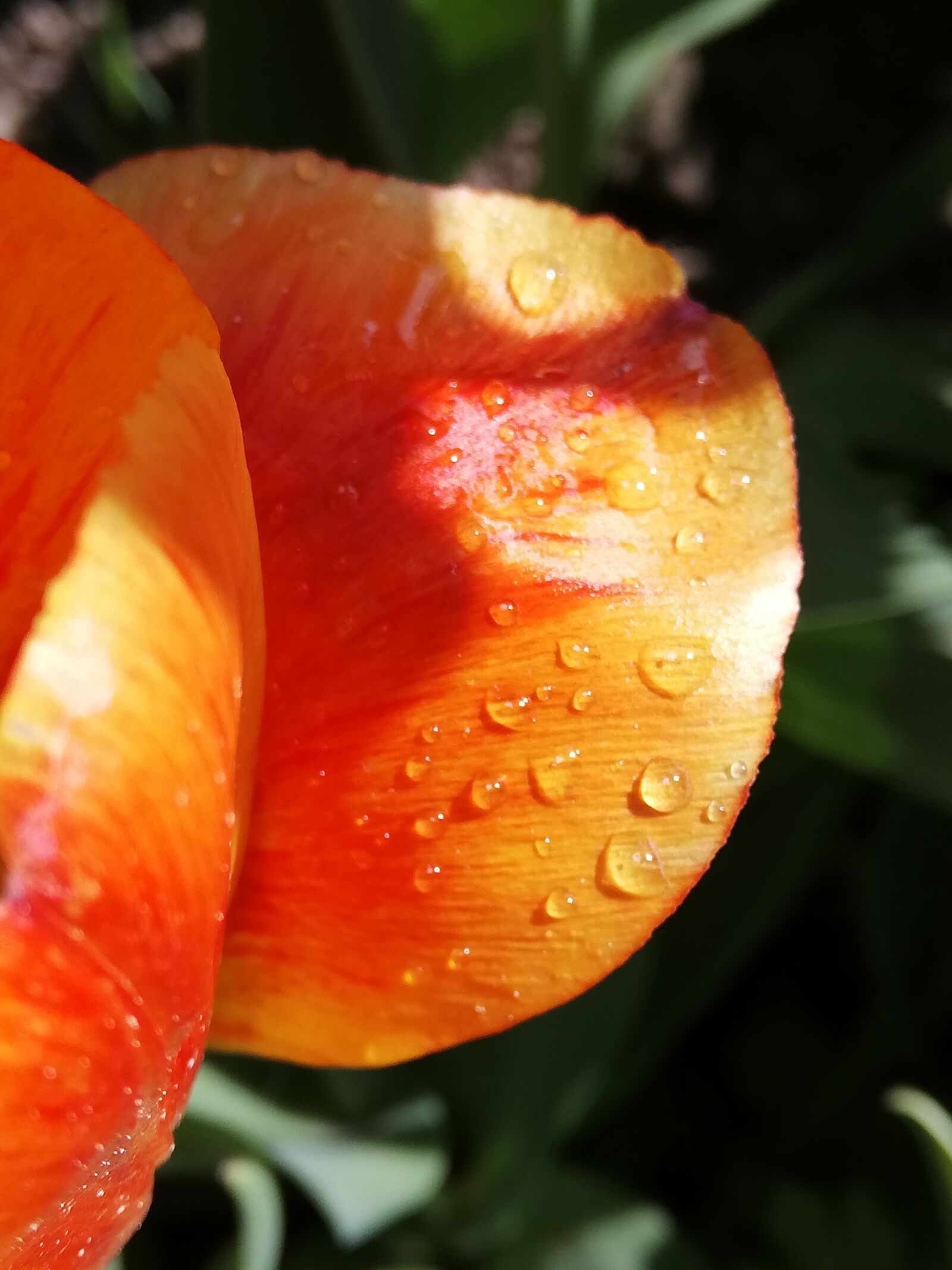 HUAWEI P20 lite sample photo. Petal, tulip, rosa photography