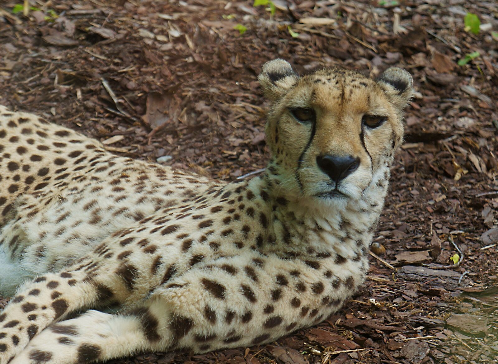 Sony Alpha NEX-5N sample photo. Cheetah, portrait, nature photography