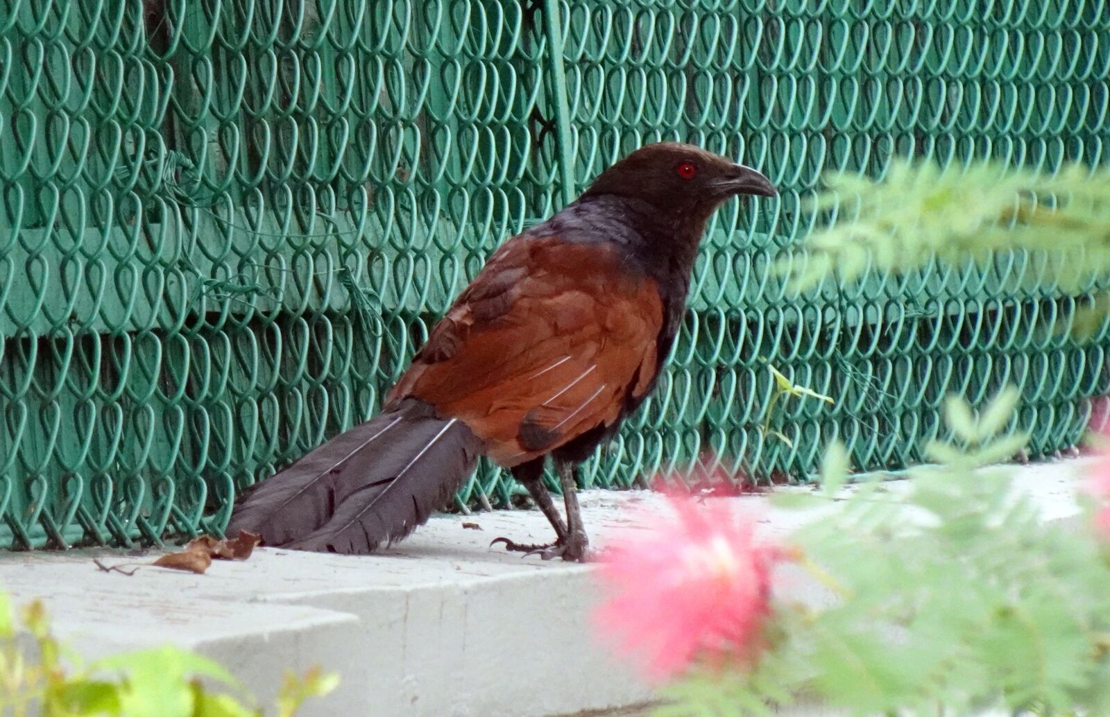 Sony DSC-WX800 sample photo. Bird, crow pheasant, greater photography