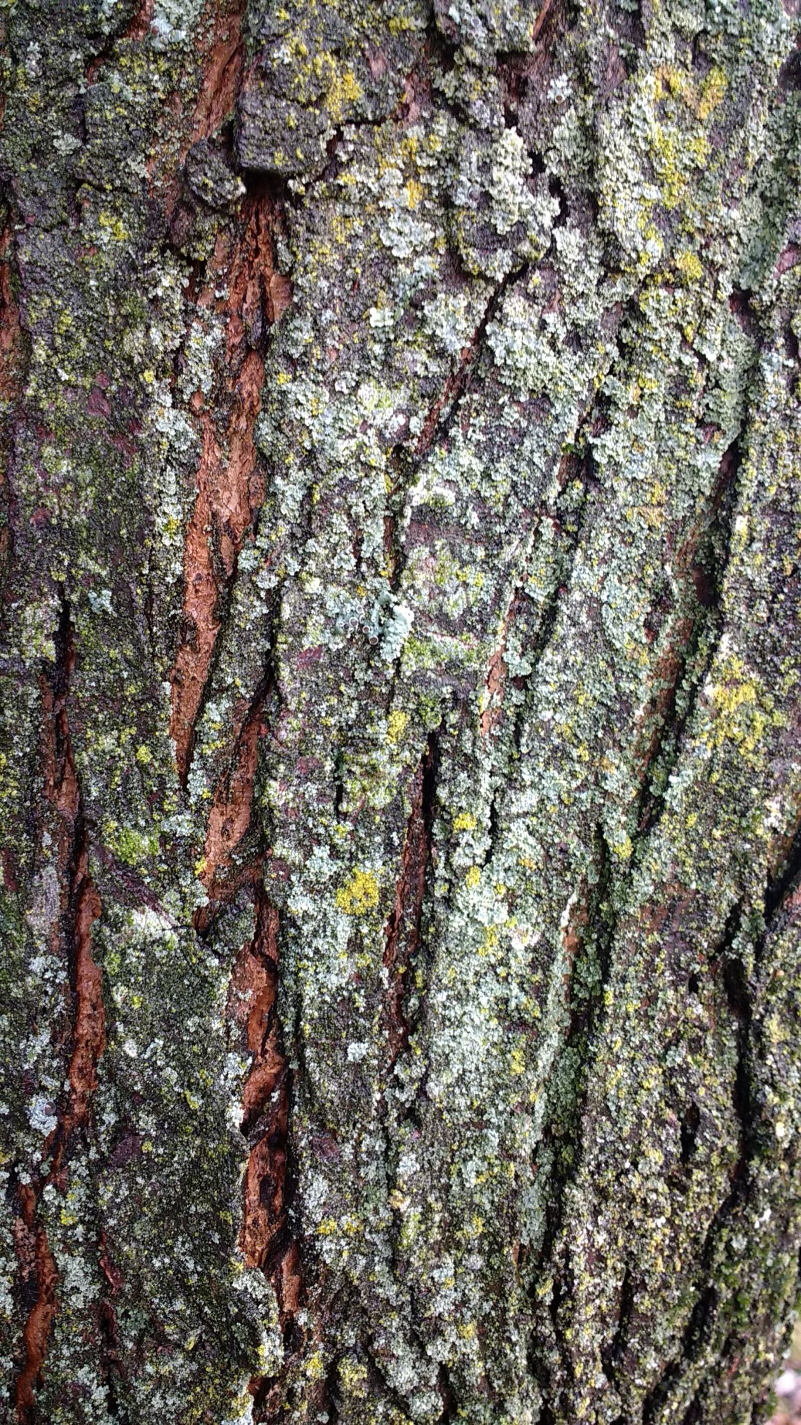 Motorola Moto G (4) sample photo. Tree, bark, nature photography