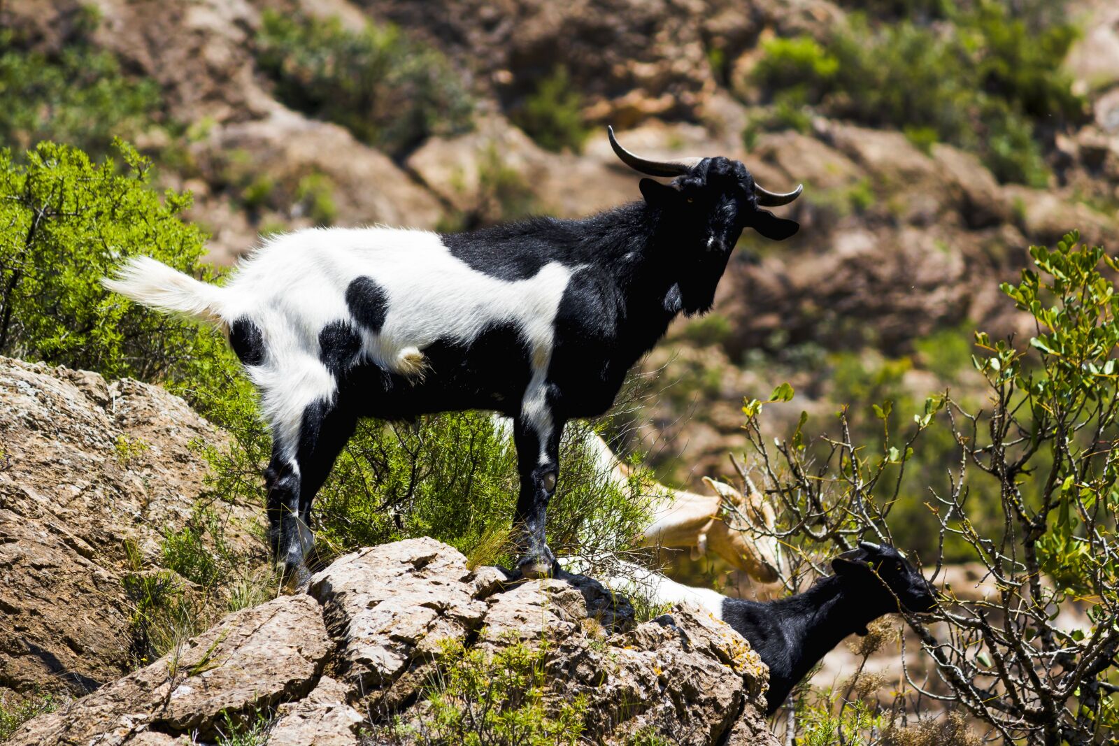 Canon EOS 100D (EOS Rebel SL1 / EOS Kiss X7) sample photo. Goat, nature, mountain photography