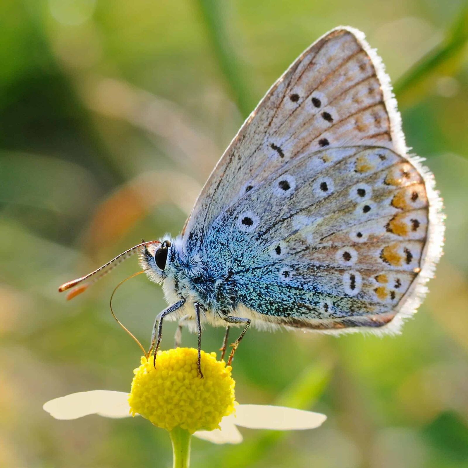 Nikon D300 sample photo. Beautiful, butterfly, insect, summer photography
