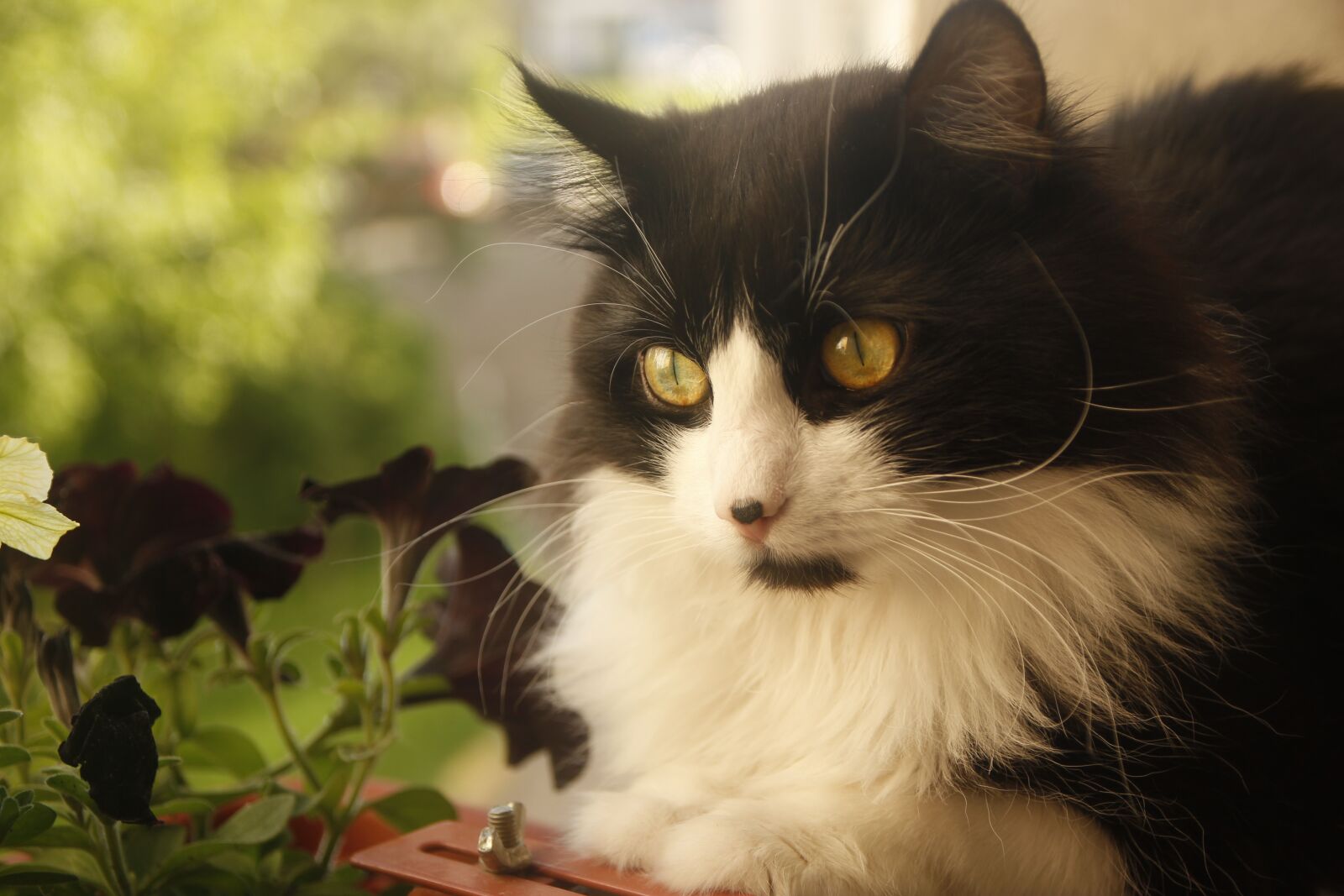 Canon EOS 550D (EOS Rebel T2i / EOS Kiss X4) sample photo. Cat, flowers, balcony photography