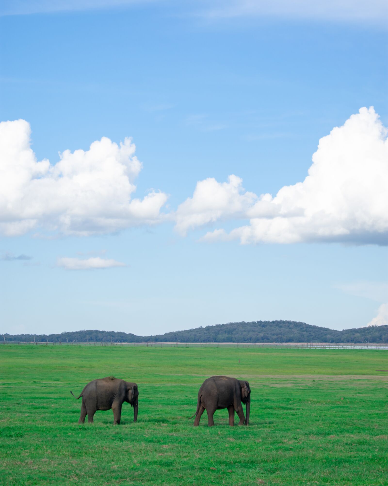 Nikon D3400 sample photo. Elephant, safari, green photography