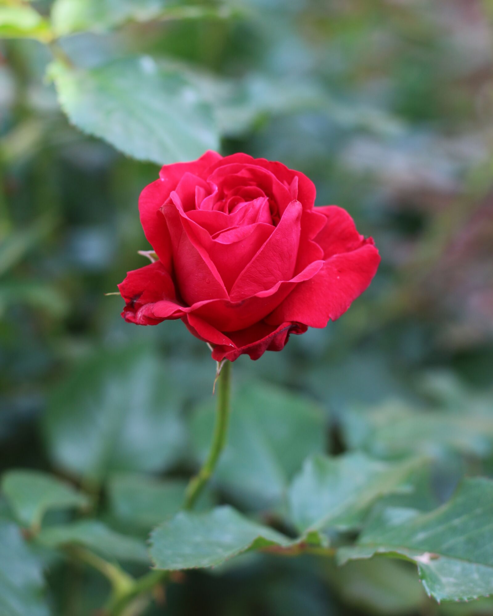 Canon EOS 700D (EOS Rebel T5i / EOS Kiss X7i) sample photo. Red, red rose, flower photography