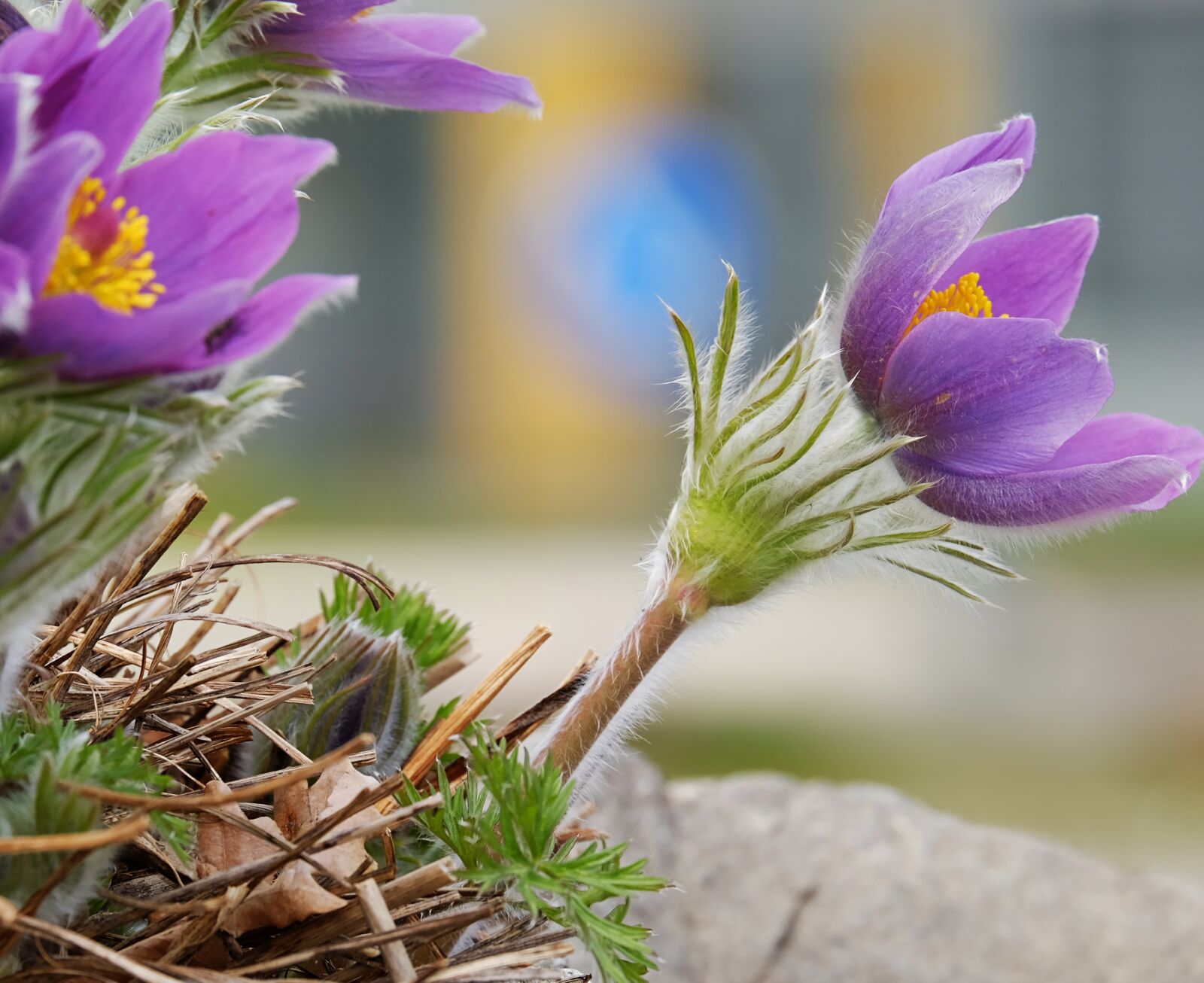 Fujifilm XF 55-200mm F3.5-4.8 R LM OIS sample photo. Pasque flower, pulsatilla patens photography