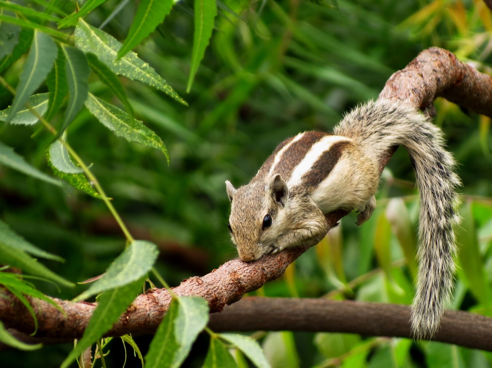 Canon PowerShot SX40 HS sample photo. Nature, animal, rodent, outdoors photography