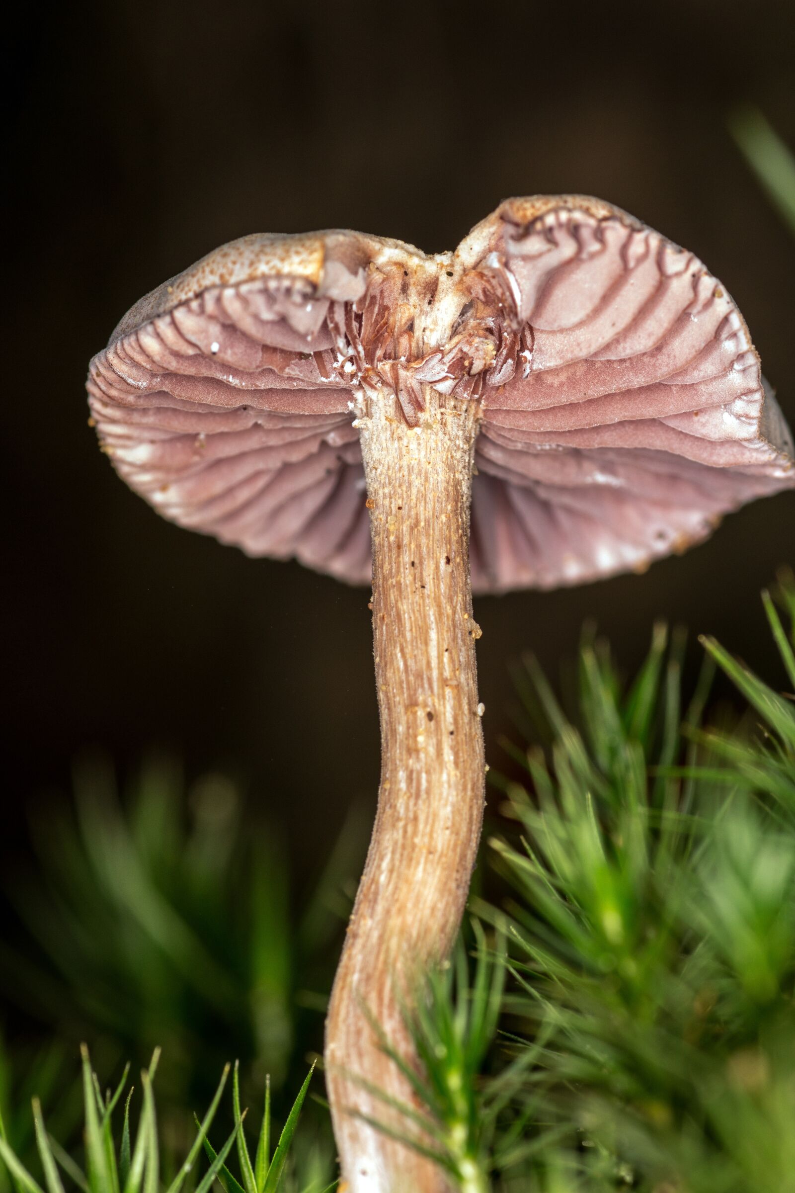 Canon EOS 600D (Rebel EOS T3i / EOS Kiss X5) sample photo. Mushroom, screen fungus, disc photography