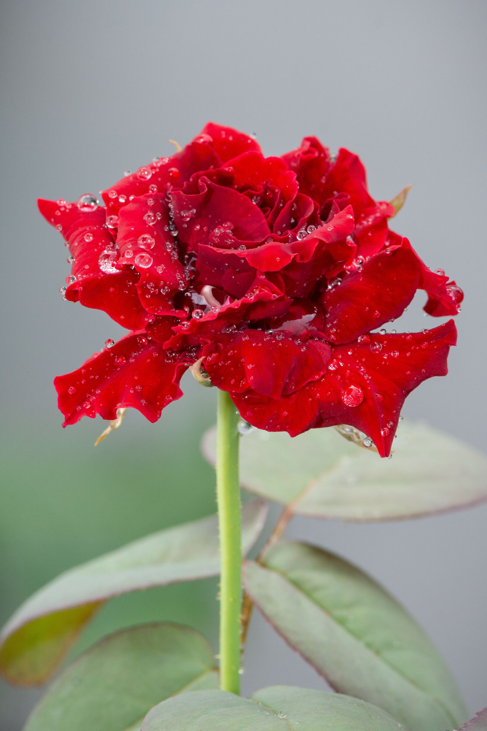 Nikon D7100 sample photo. Rose, flower, red photography