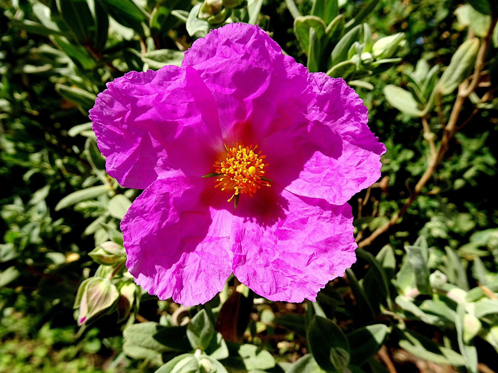 Sony Cyber-shot DSC-HX90V sample photo. Poppy, flowers, plants photography