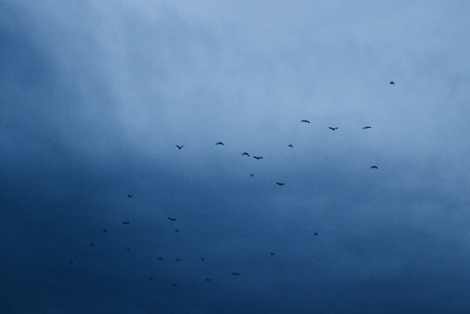 Canon EOS 600D (Rebel EOS T3i / EOS Kiss X5) sample photo. Bird, blue, flying, free photography