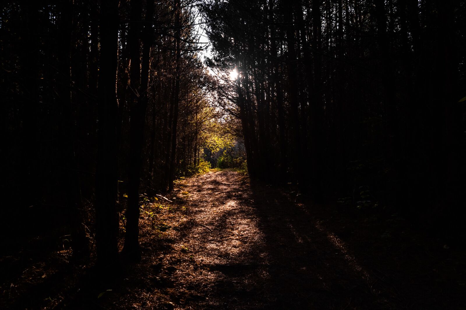 Samsung NX 18-55mm F3.5-5.6 OIS sample photo. Forest, path, nature photography