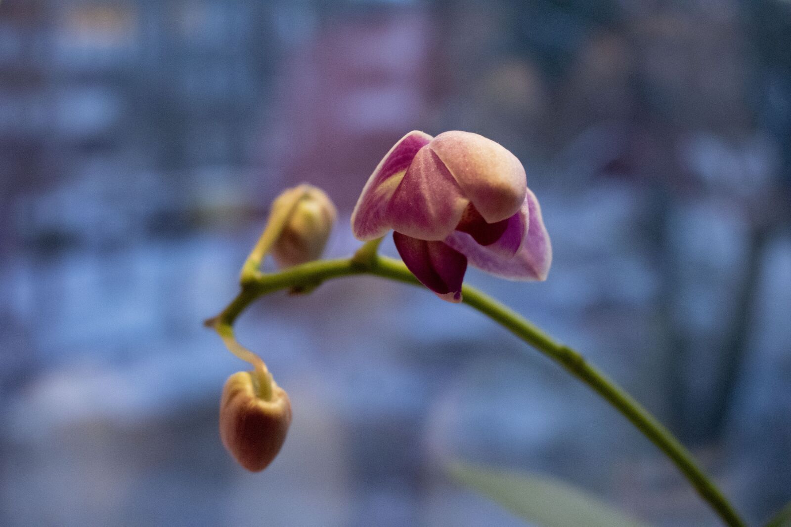 Nikon D3500 sample photo. Orchid, flower, plant photography