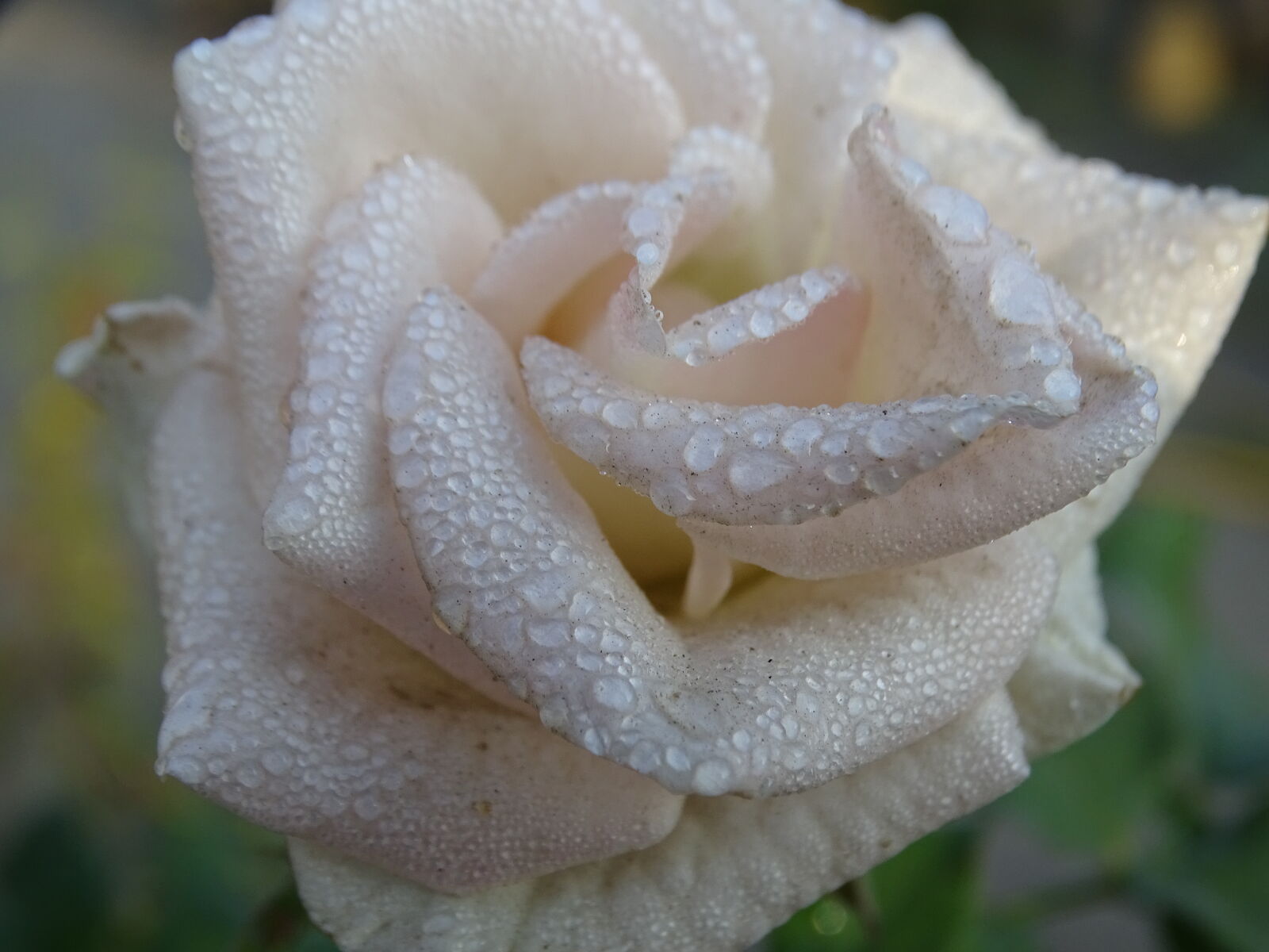 Sony Cyber-shot DSC-HX400V sample photo. Flower, macro, photography, natrul photography