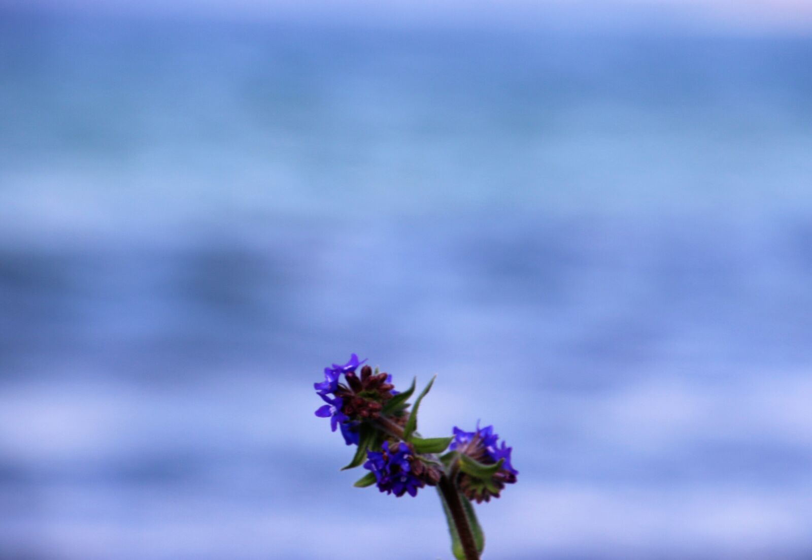 Canon EOS 7D Mark II sample photo. Blue, flower, garden, grow photography