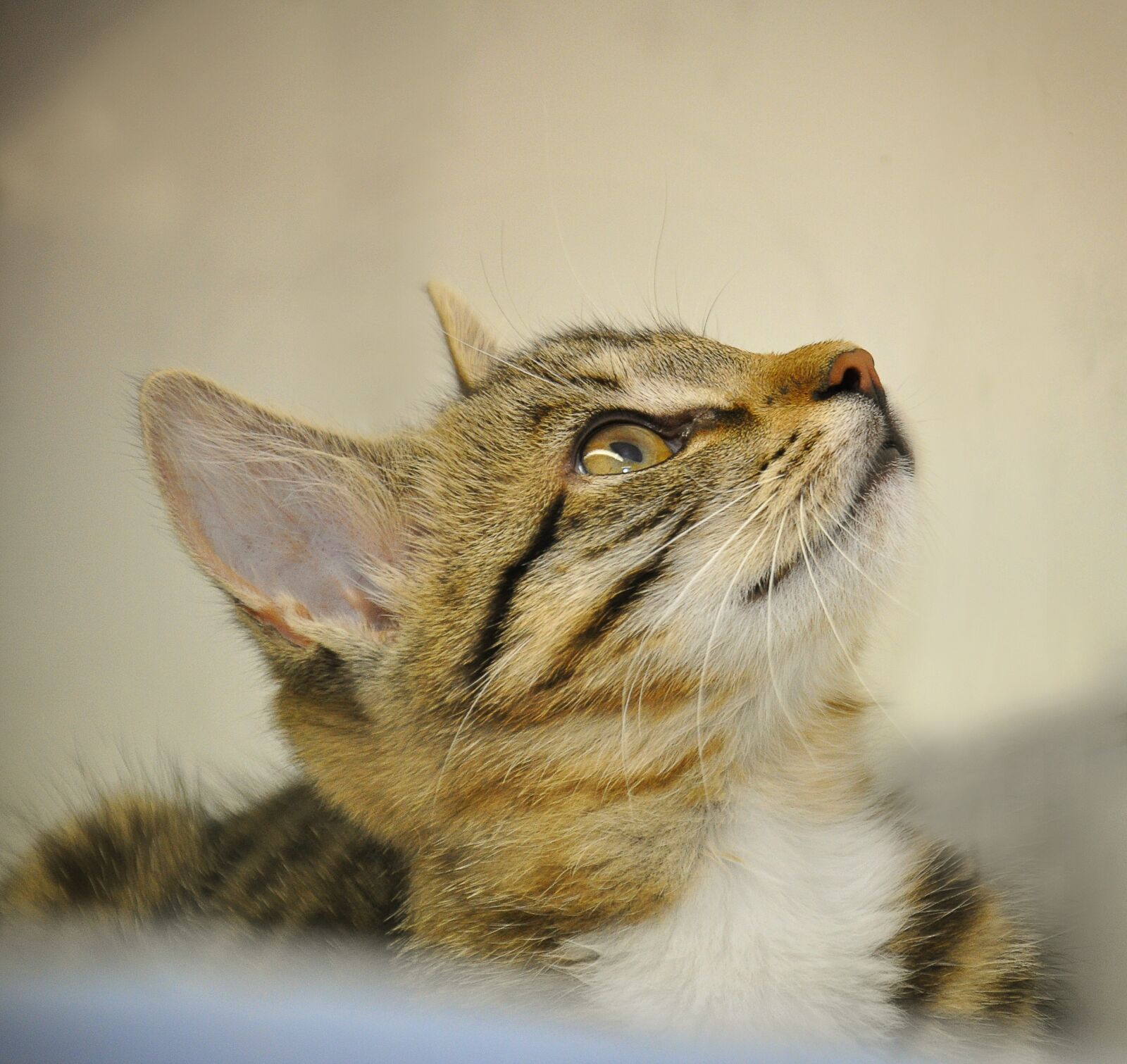 Nikon D90 sample photo. Cat baby, profile, animal photography