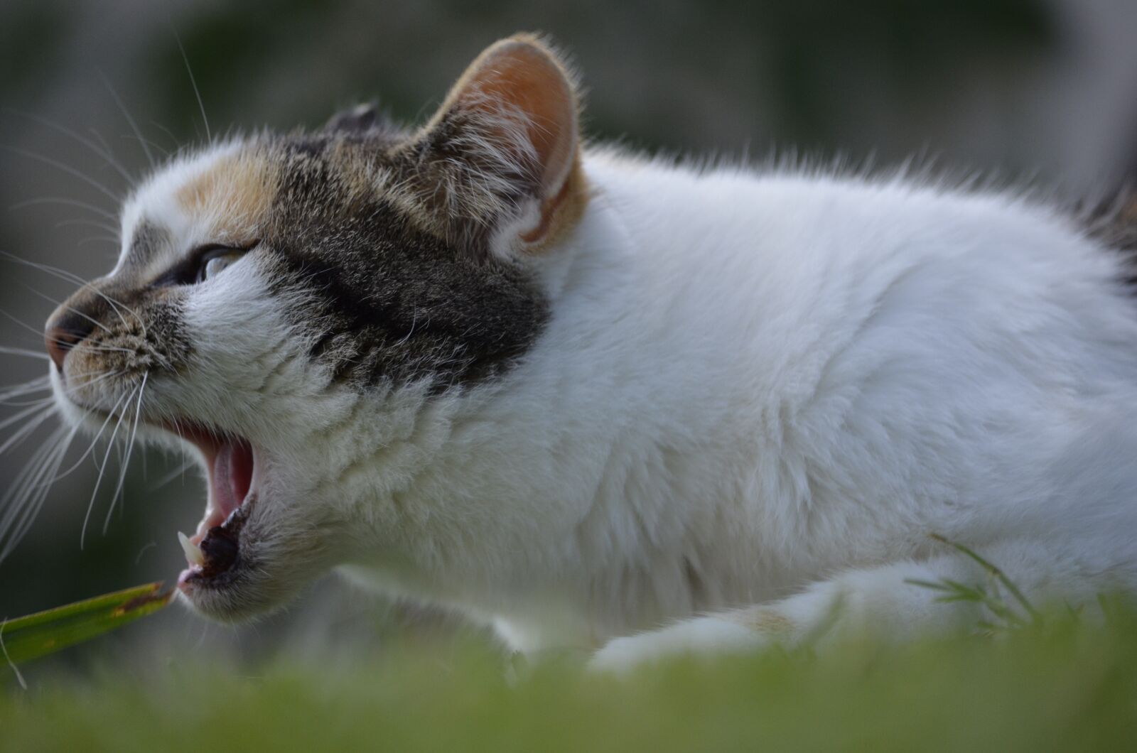 Nikon D5100 sample photo. Open maul, cat, domestic photography