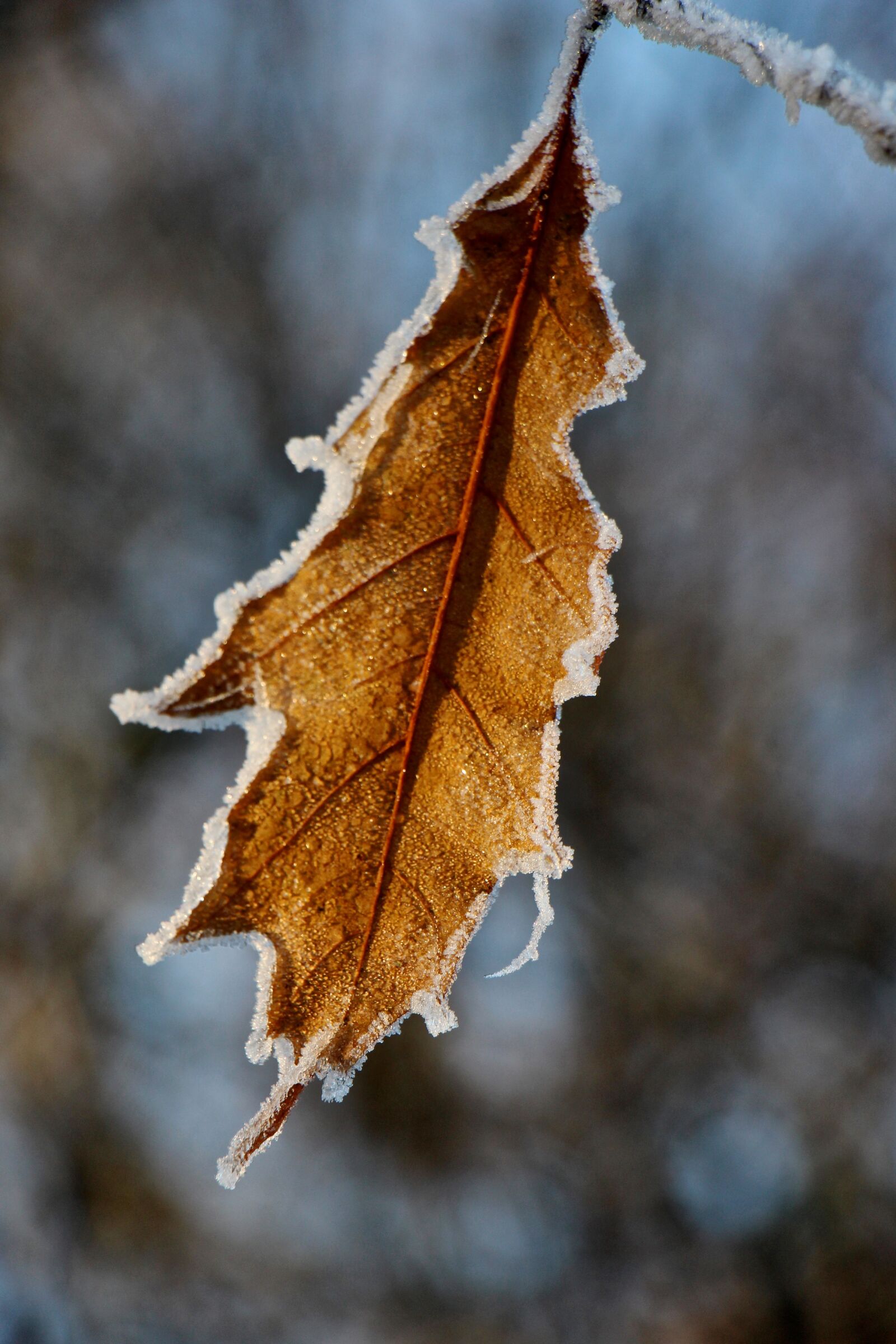 Canon EOS 700D (EOS Rebel T5i / EOS Kiss X7i) sample photo. Leaf, frost, nature photography