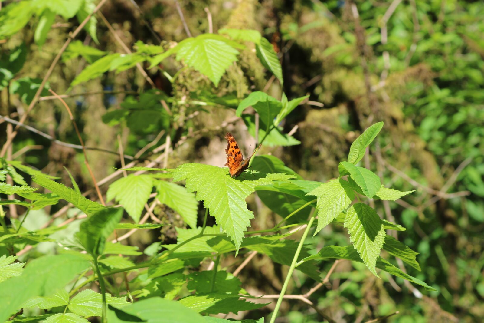 Canon EOS 750D (EOS Rebel T6i / EOS Kiss X8i) sample photo. Woods, butterfly, green photography