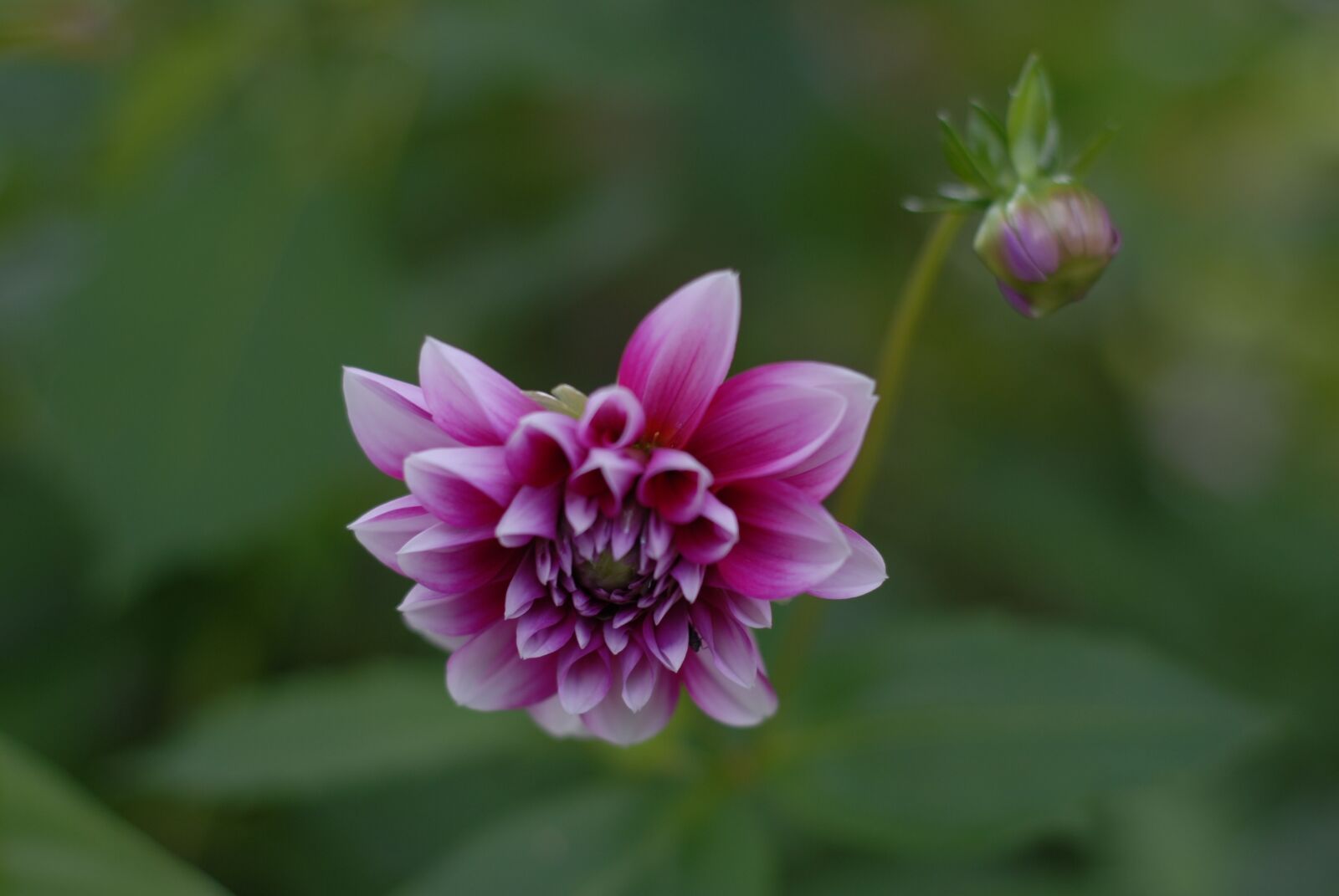 Nikon D200 sample photo. Pink flower, flowers, spring photography