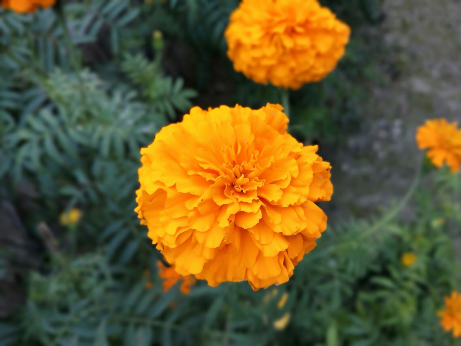 OPPO Realme 2 Pro sample photo. Marigold, marigold flowers, blossom photography