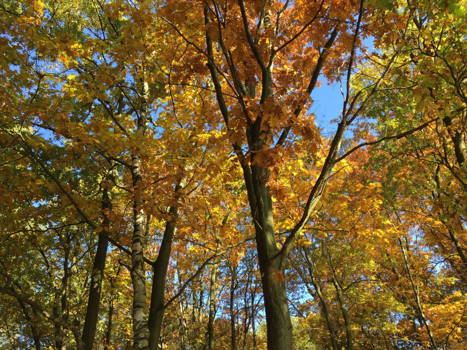 Apple iPhone 6 sample photo. Autumn, colors, leaves photography
