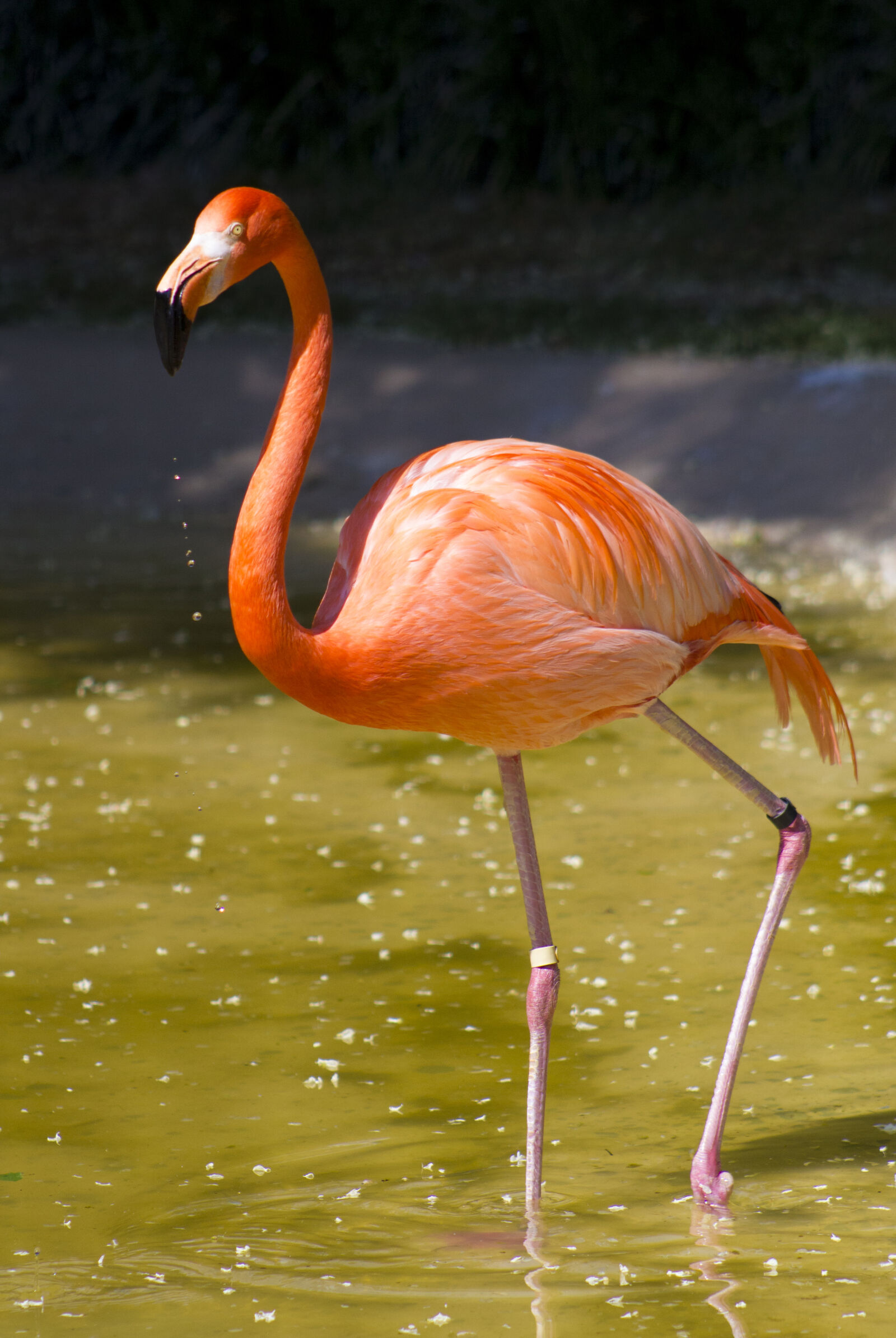 Canon EF 75-300mm f/4-5.6 sample photo. Animal, bird, flamingo, zoo photography