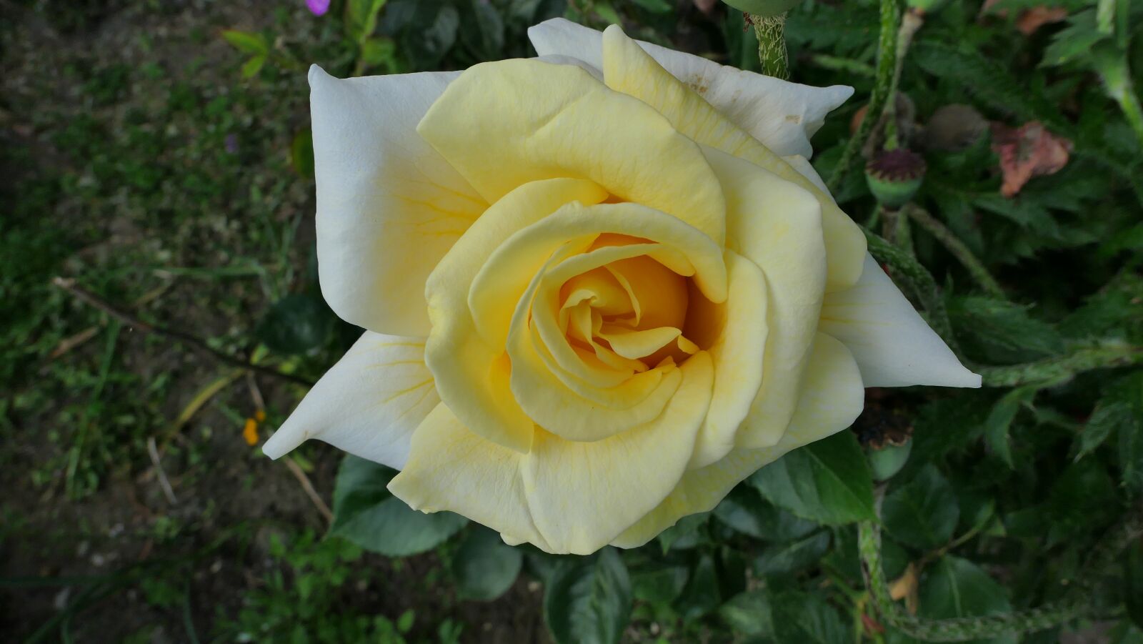 Panasonic Lumix DMC-LX10 (Lumix DMC-LX15) sample photo. Rose, flower, white photography