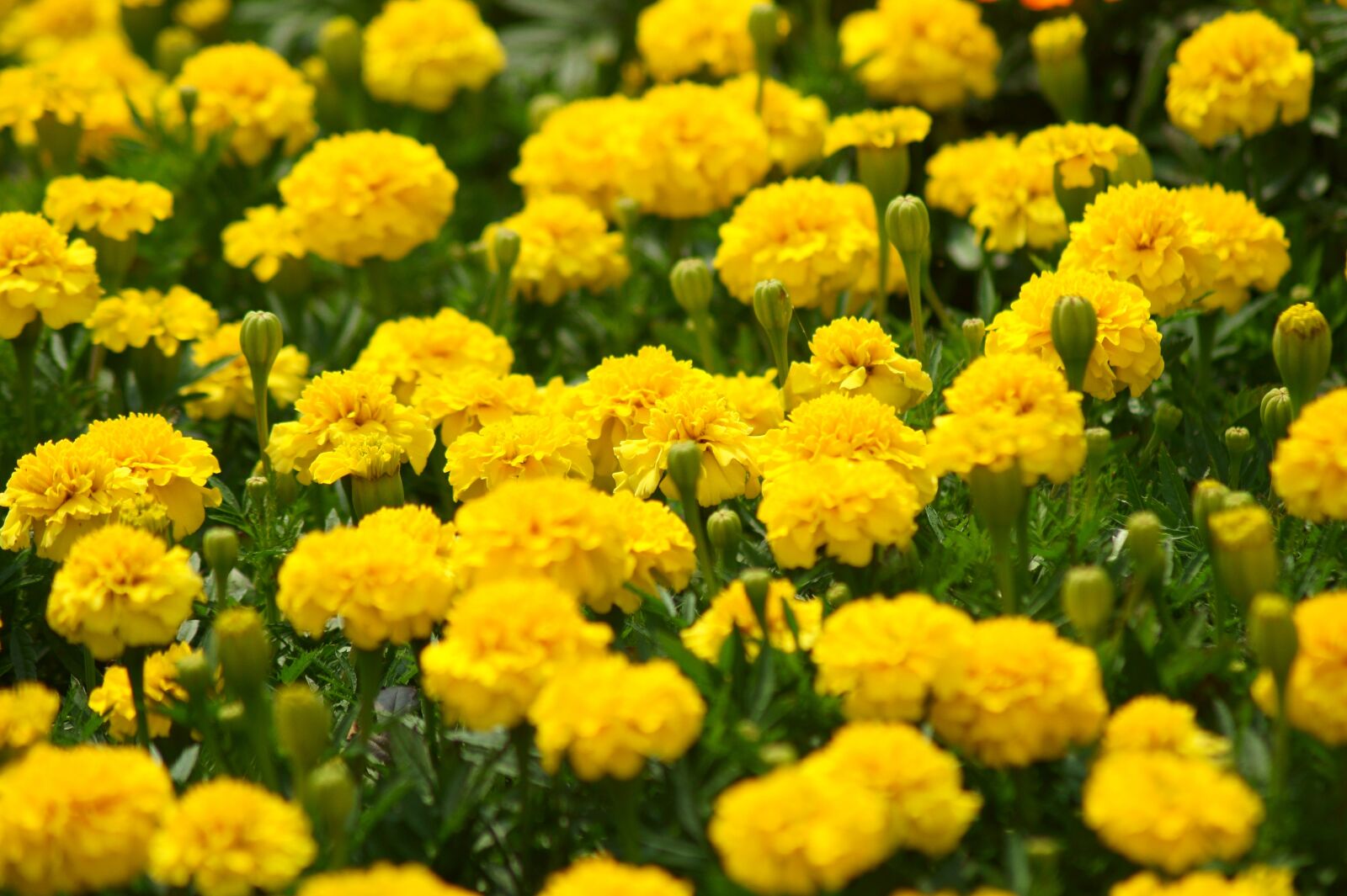 Sony SLT-A58 sample photo. Flowers, plant, close up photography