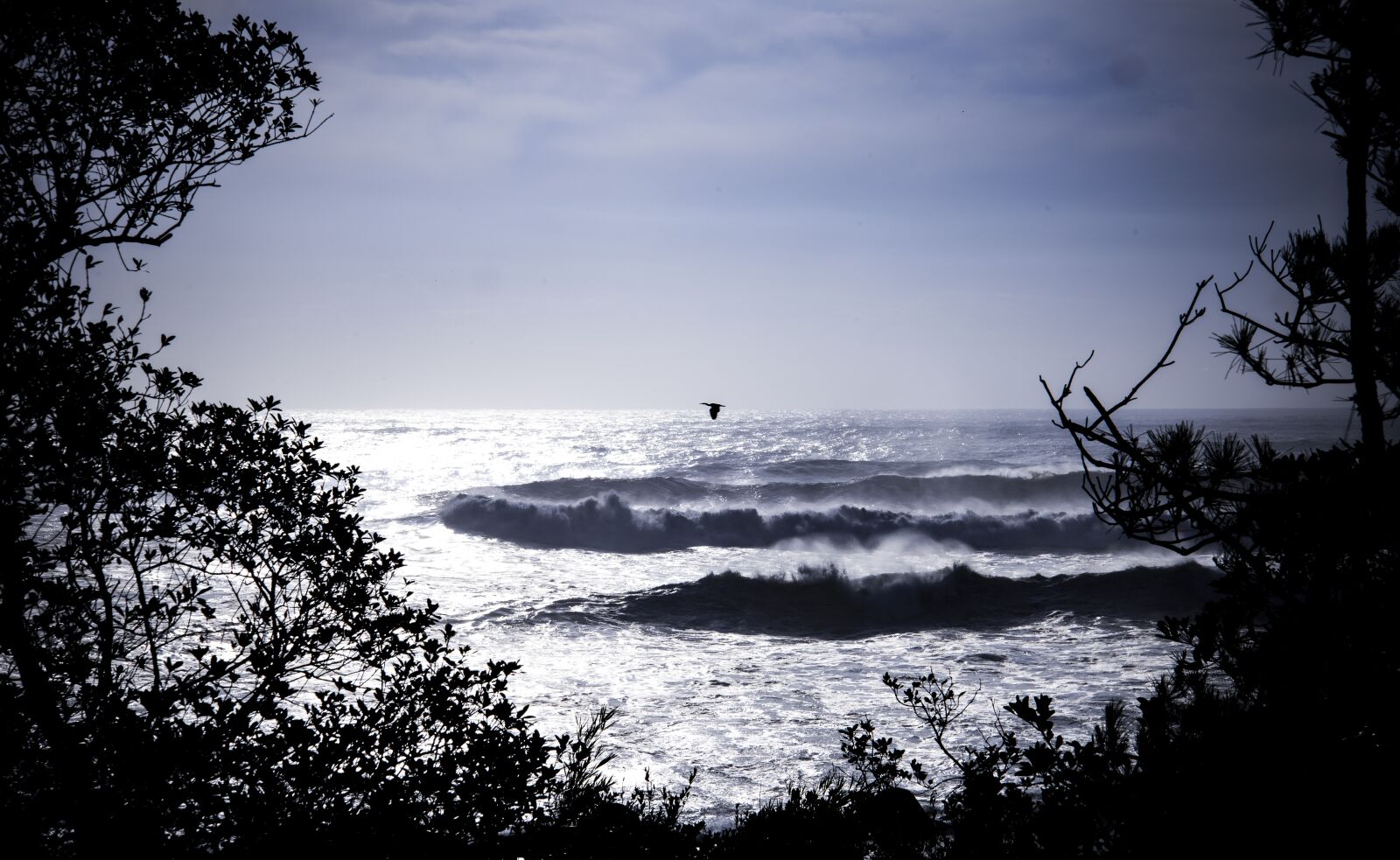 Nikon D810 sample photo. Big wave, sea, bird photography
