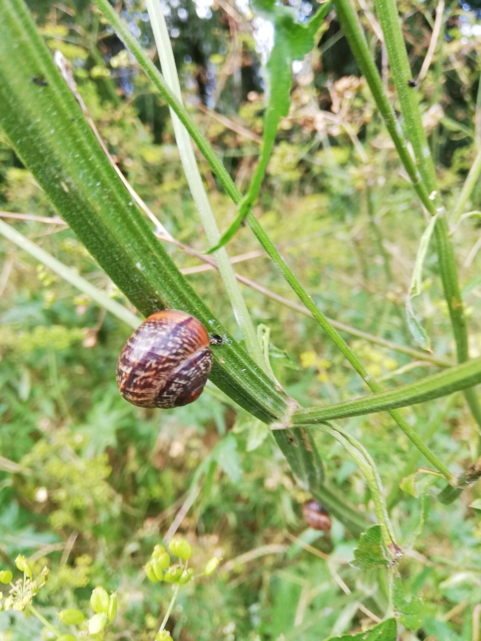 HUAWEI ANE-LX1 sample photo. Snail, plant, summer photography