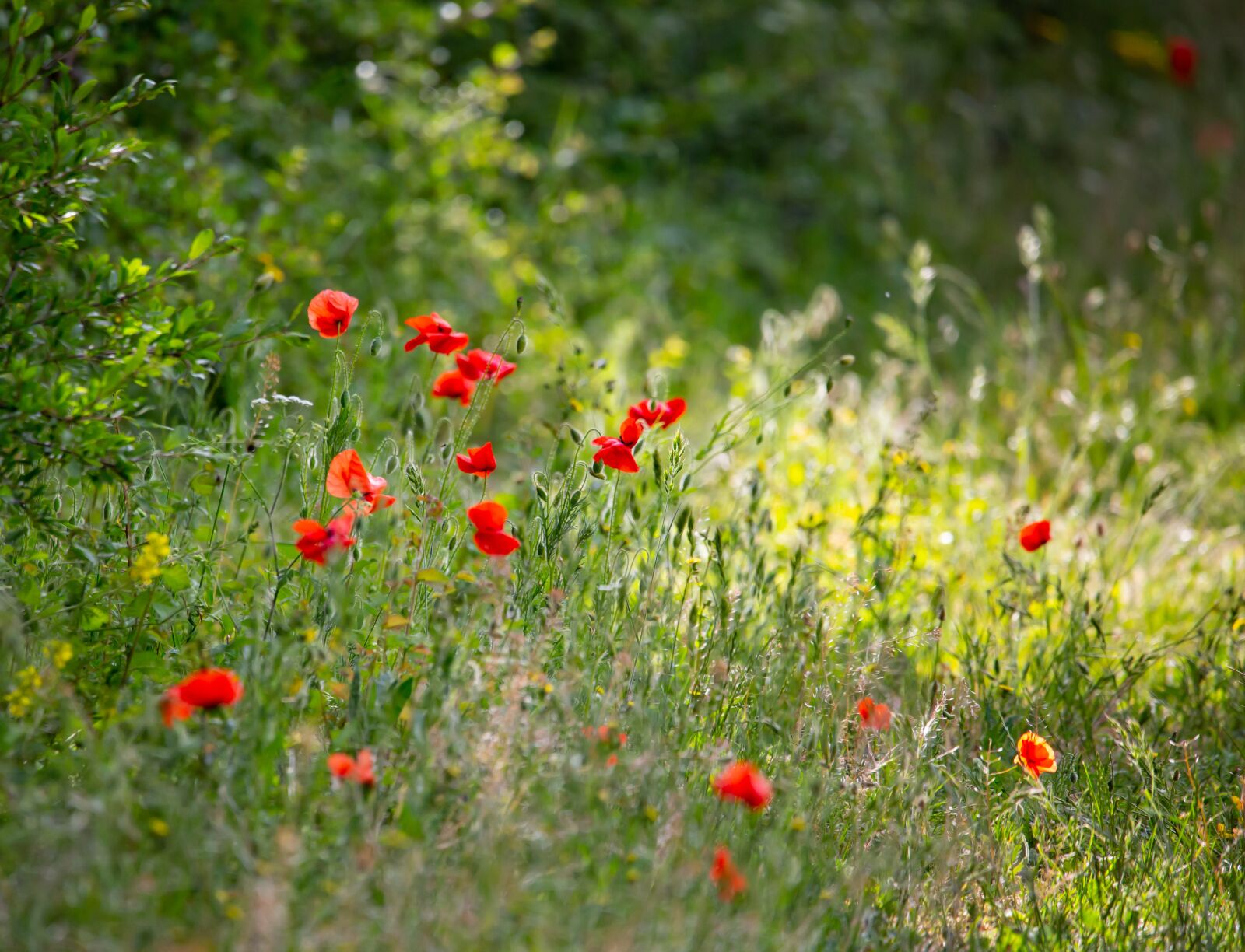 150-600mm F5-6.3 DG OS HSM | Contemporary 015 sample photo. Poppy, green, red photography
