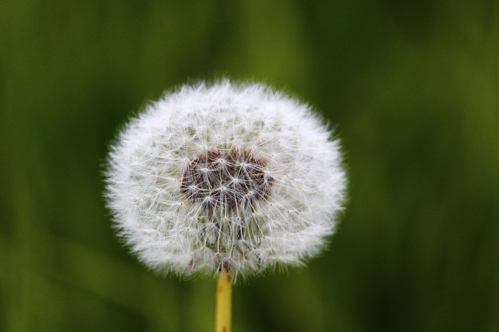 Canon EOS 1300D (EOS Rebel T6 / EOS Kiss X80) sample photo. Dandelion, flower, plant photography