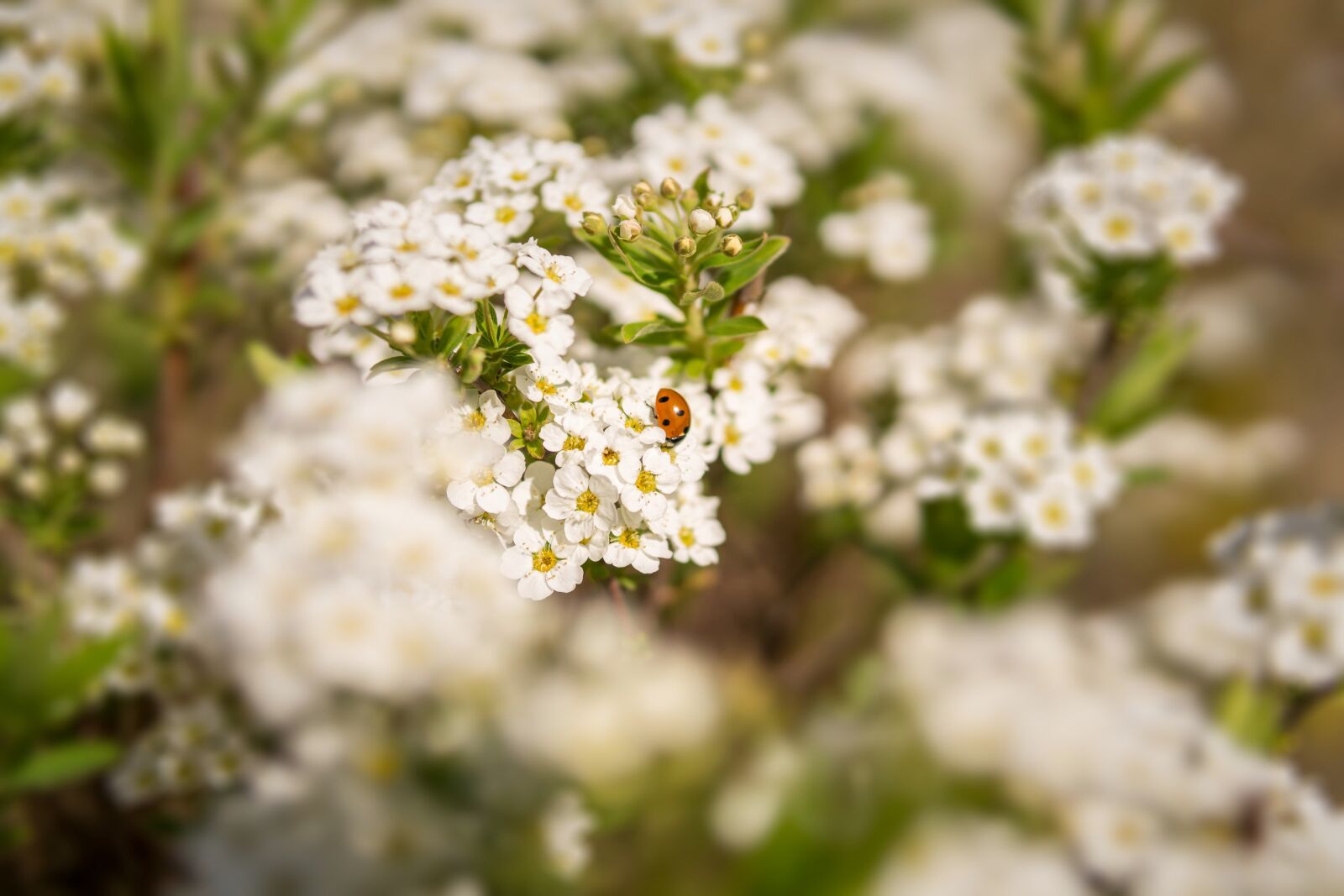 30mm F1.4 DC DN | Contemporary 016 sample photo. Bush, spring, ladybug photography
