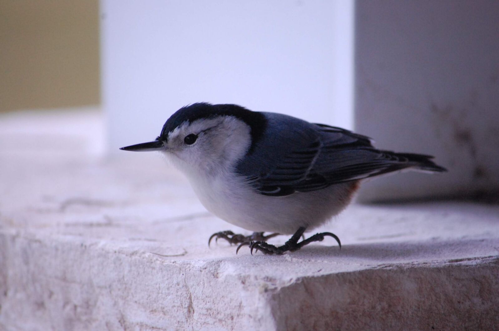 Nikon D40 sample photo. Chickadee, bird, feathers photography