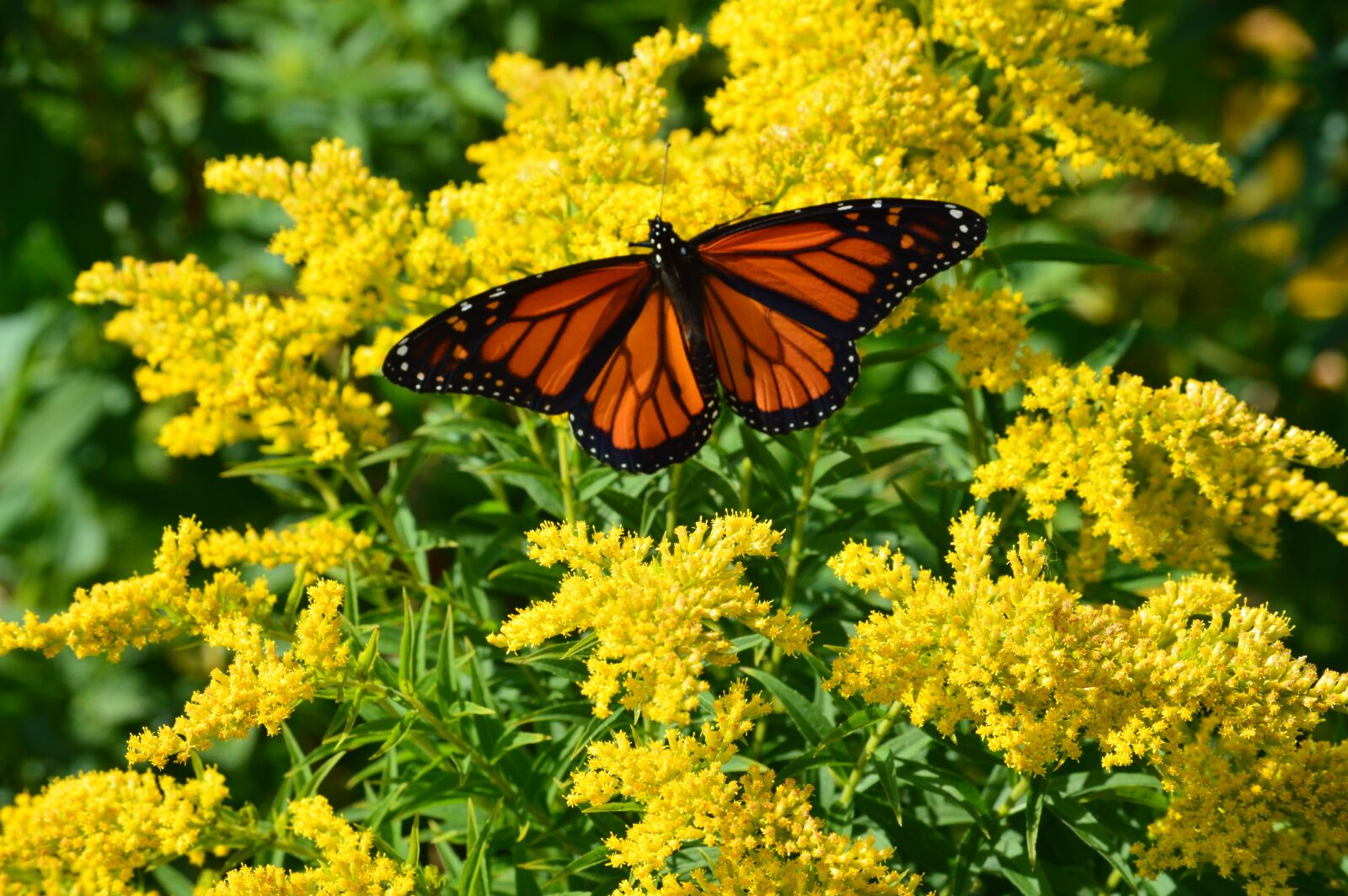 Nikon D3200 sample photo. Monarch, butterfly, golden rod photography