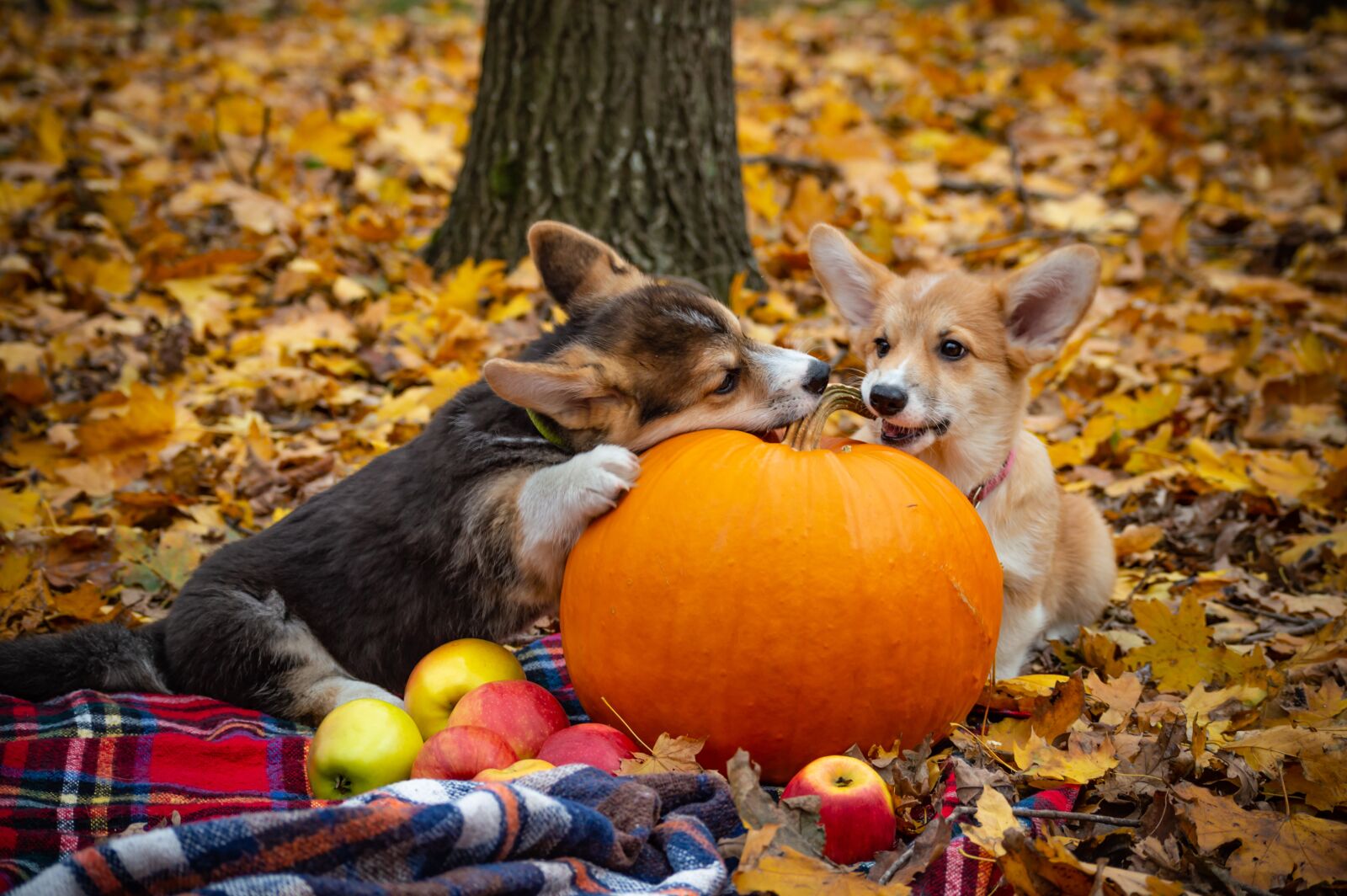 Nikon D3200 sample photo. Welsh corgi pembroke, corgi photography