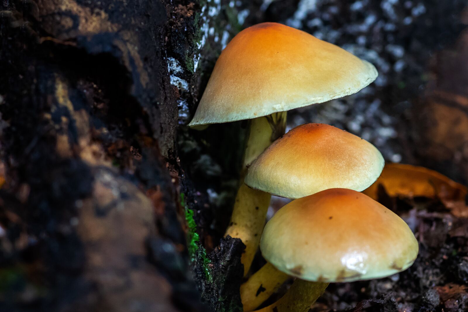 Olympus OM-D E-M1 sample photo. Mushrooms, forest, nature photography