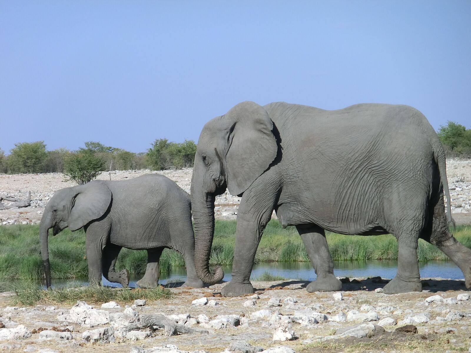 CASIO EX-H30 sample photo. Elephant, animal, africa photography