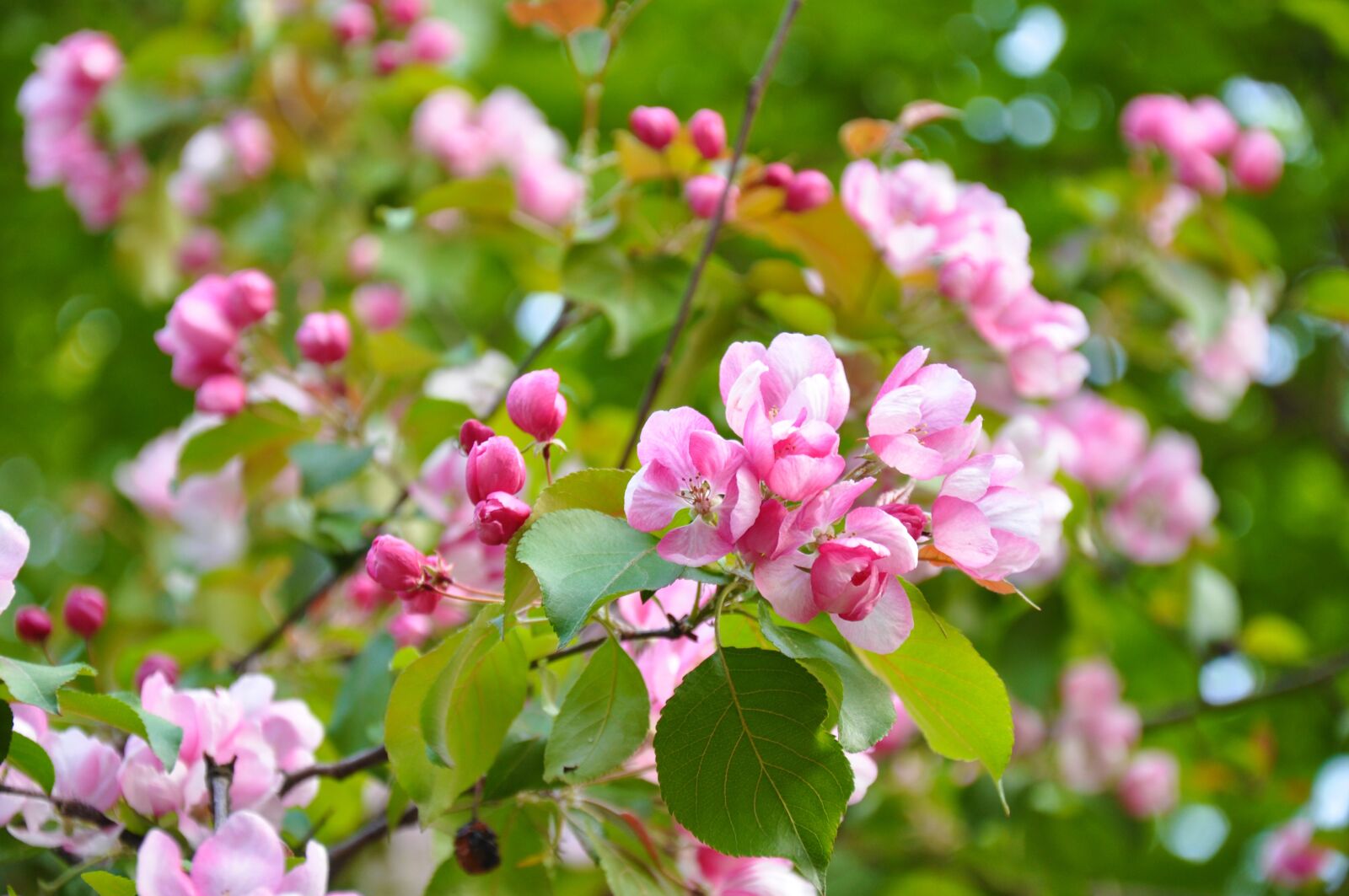 Nikon D90 sample photo. Spring, bloom, flowers photography