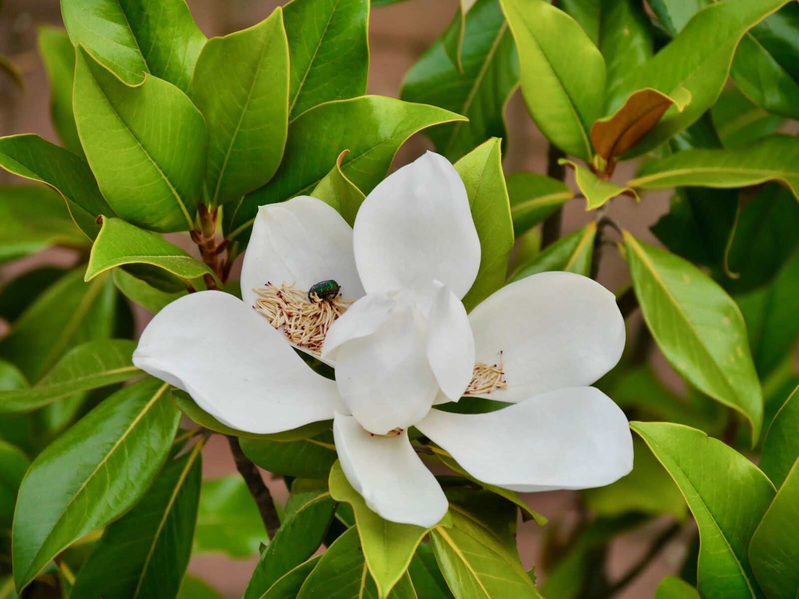 Panasonic Lumix DMC-G6 sample photo. Magnolia, plant, blossom photography