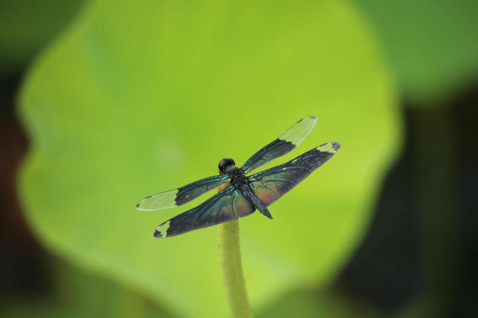 Canon EOS 5D Mark III sample photo. Insects, nature, outdoors photography