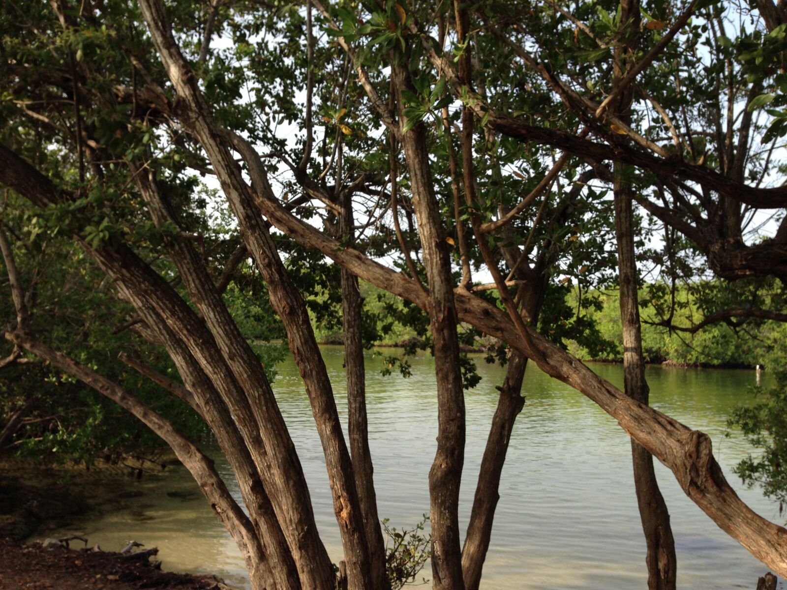 iPhone 5 back camera 4.12mm f/2.4 sample photo. Tree, laguna, sunset photography